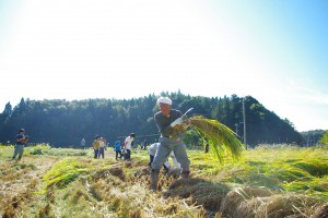 稲刈り1